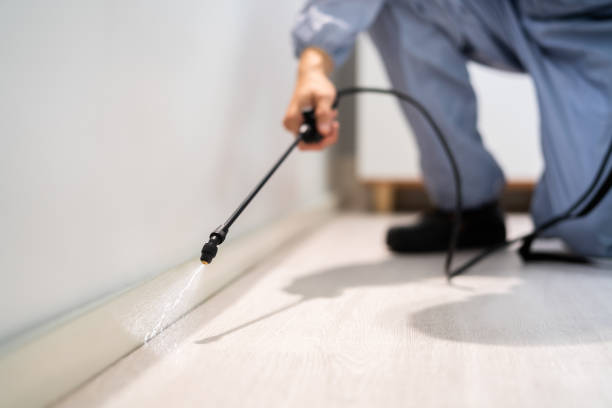 Licensed Wasp Removal service in Edmond, OK - Show Me Pest Control
